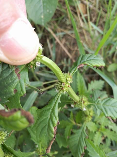 Lycopus europaeus (Lamiaceae)